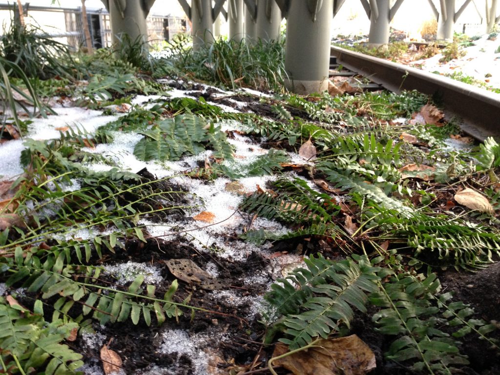 Featured Plant Christmas Fern The High Line