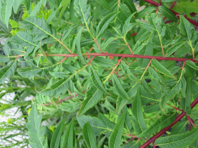 Featured Plant Staghorn Sumac The High Line
