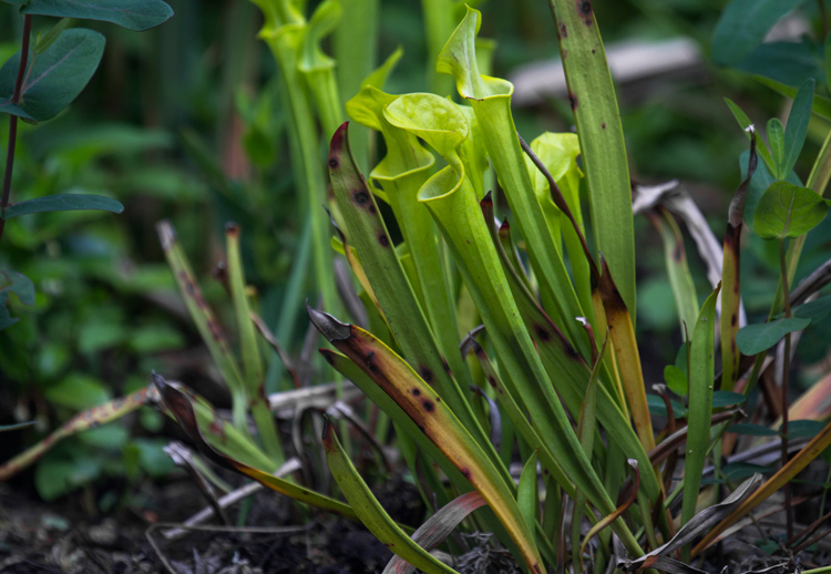 Plant of the Week Yellow Pitcher Plant The High Line