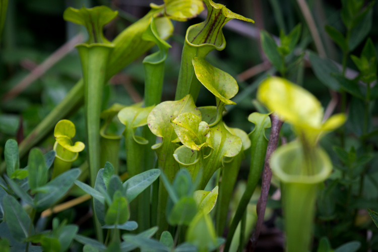 Plant of the Week Yellow Pitcher Plant The High Line