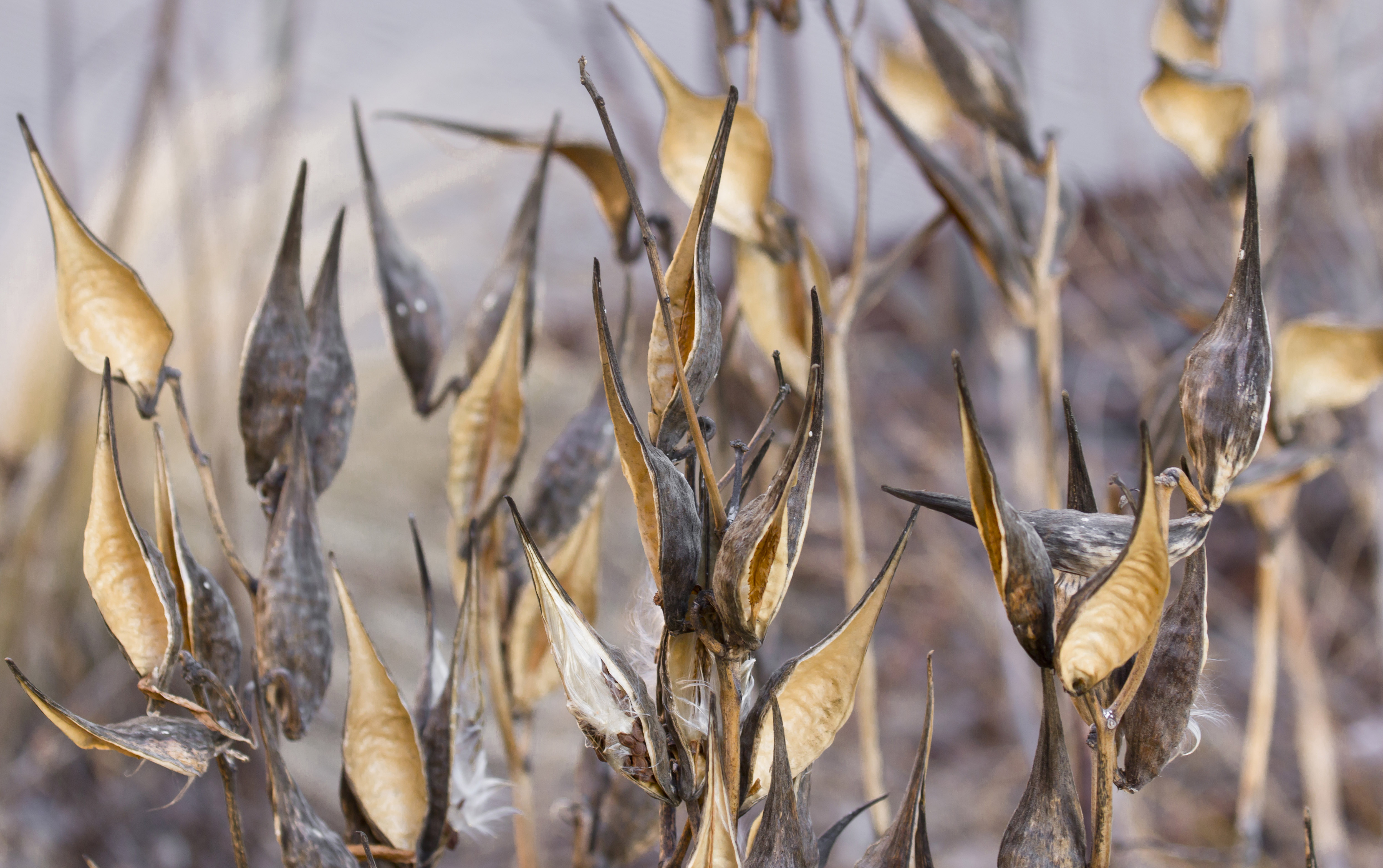 Gardening in the Sky: Are There Rare Plants? | The High Line
