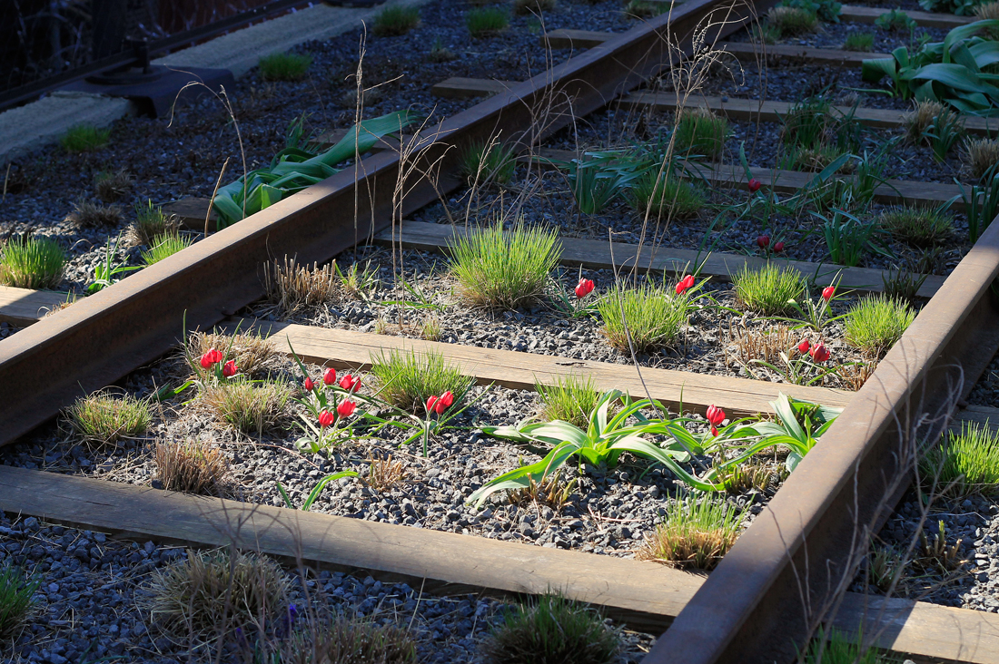 Tulipa-linifolia-Red-