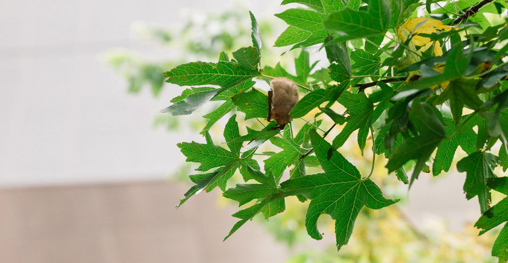 A bat hangs from a tree on the High Line
