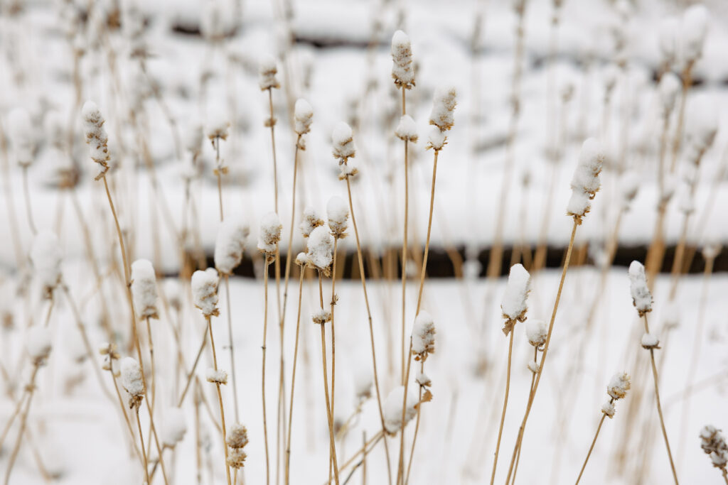 Close up of seedheads on the High Line