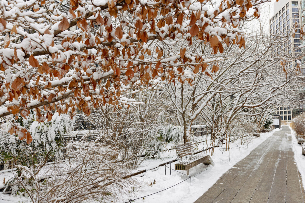 The High Line's path covered in snow