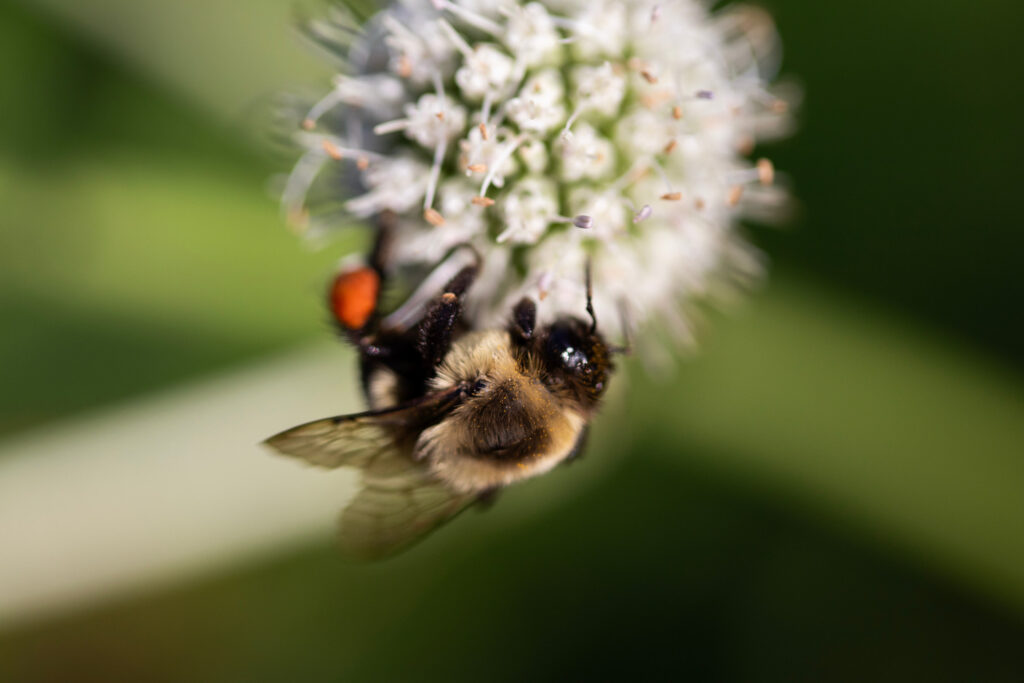Close up of a rattle bee