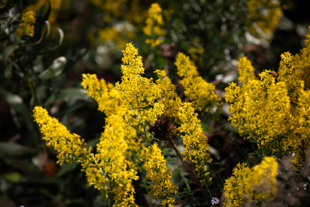 Showy goldenrod plant