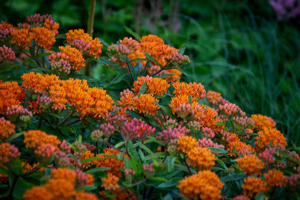 Butterfly milkweed plant