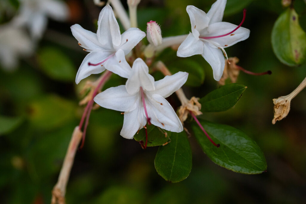 Swamp azalea plant