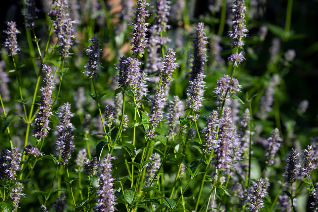 Giant blue hyssop plant 