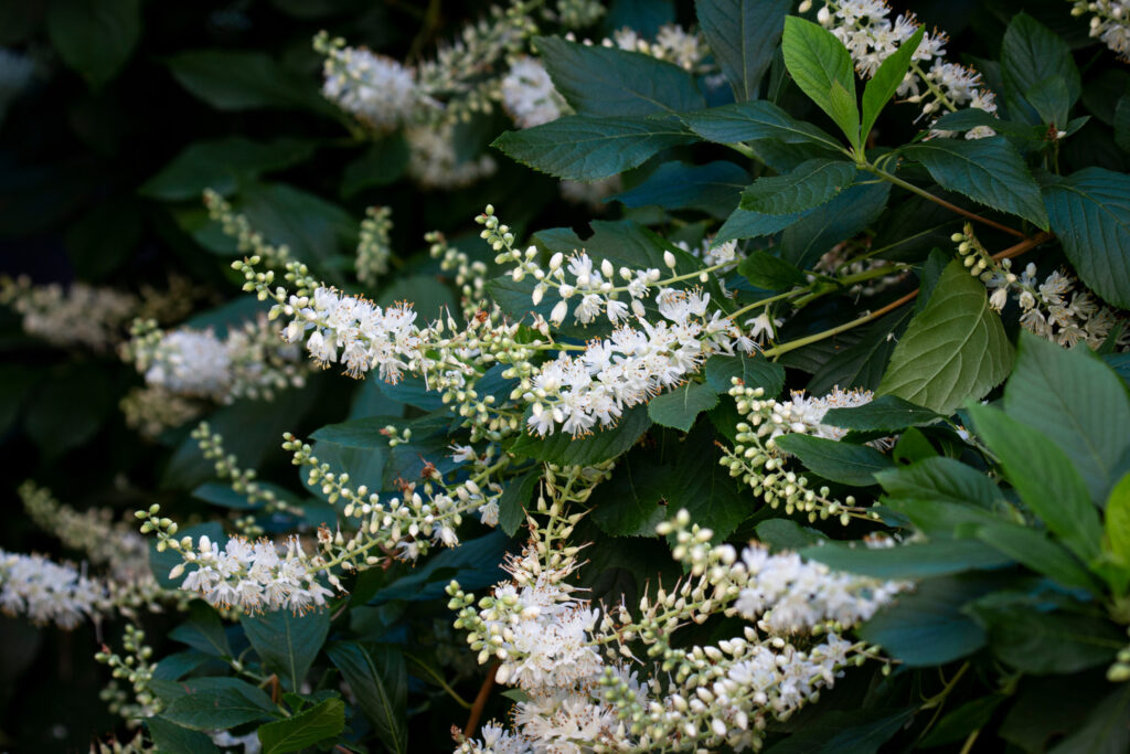 Summersweet plant