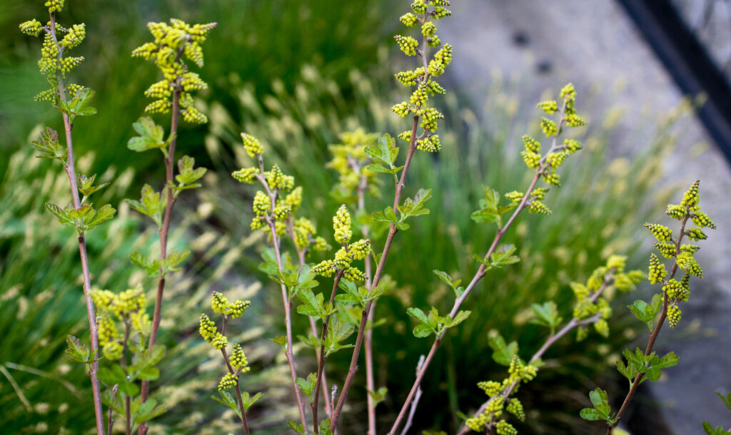 Grow-Low aromatic sumac plant