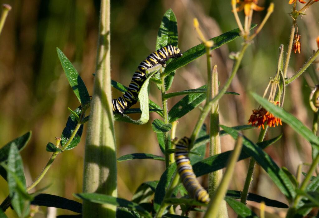 Caterpillar