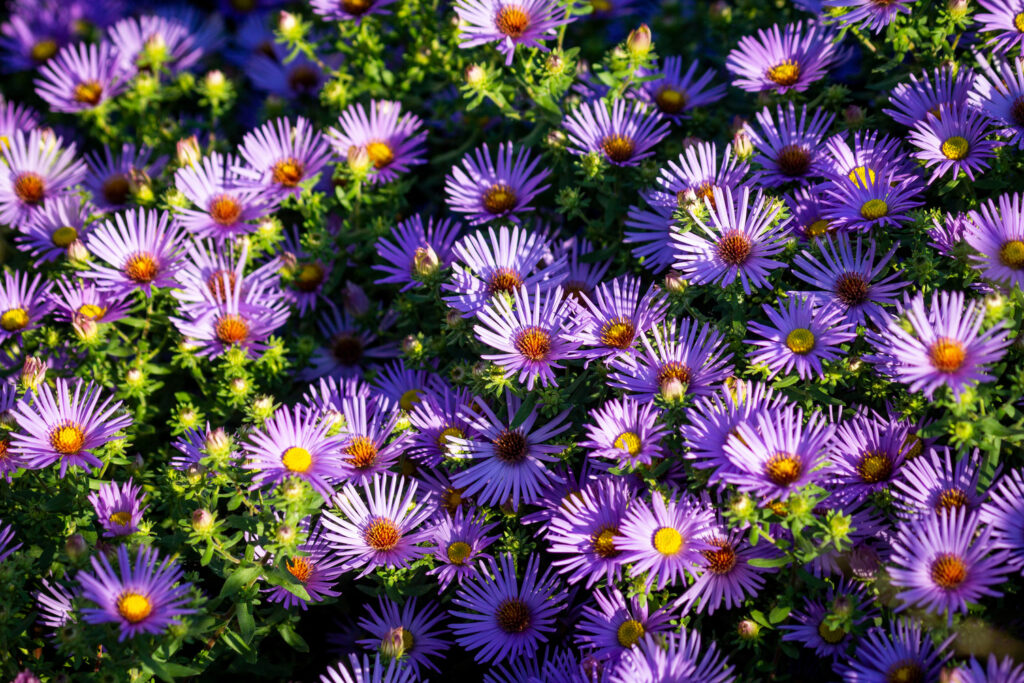 purple aster flowers