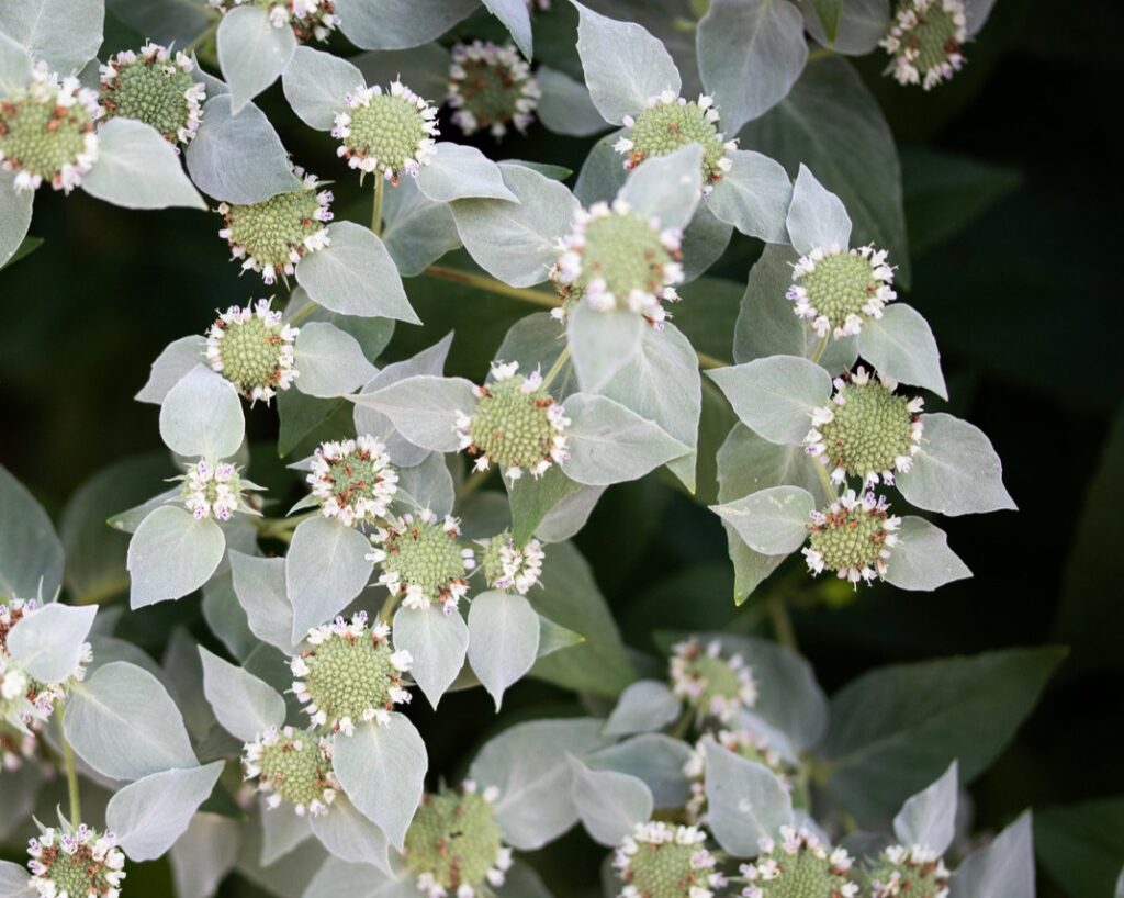 hoary mountain mint plant